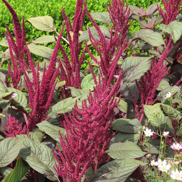 Velvet Curtain Amaranthus Seed