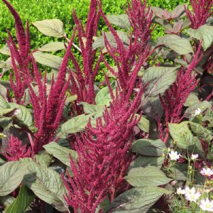 Velvet Curtain Amaranthus Seed