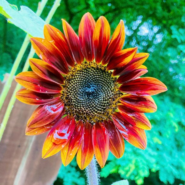 Velvet Queen Sunflower Seeds