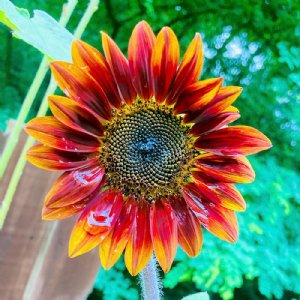 Velvet Queen Sunflower Seeds