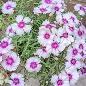 Venti Parfait Blueberry with Eye Dianthus Seed