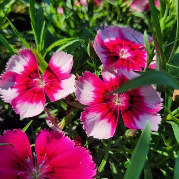 Venti Parfait Crimson with Eye Dianthus Seed