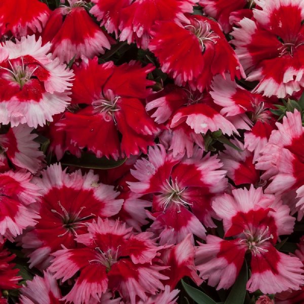 Venti Parfait Strawberry Shades Dianthus Seed