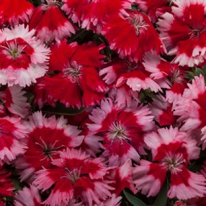 Venti Parfait Strawberry Shades Dianthus Seed