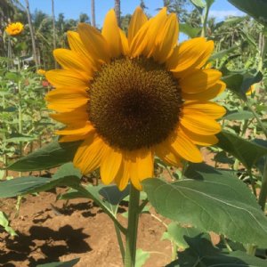 Vincent Choice Deep Orange Sunflower Seeds