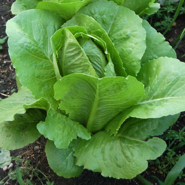 Vivian Lettuce Seed