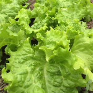 Waldman's Green Lettuce Seed