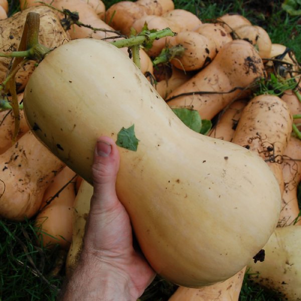 Waltham Butternut Squash Seed