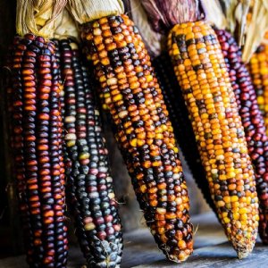 Wampum Ornamental Corn Seed