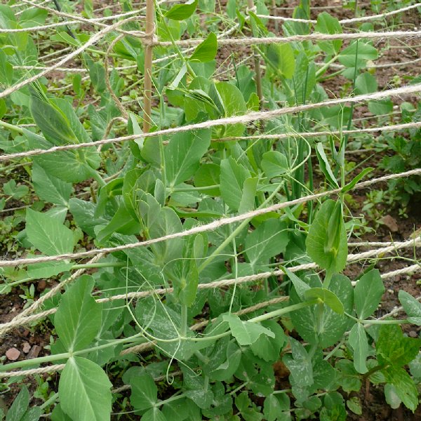 Wando Pea Seed