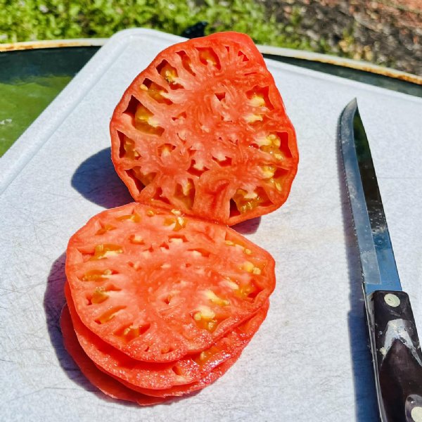 Watermelon Beefsteak Tomato Seeds