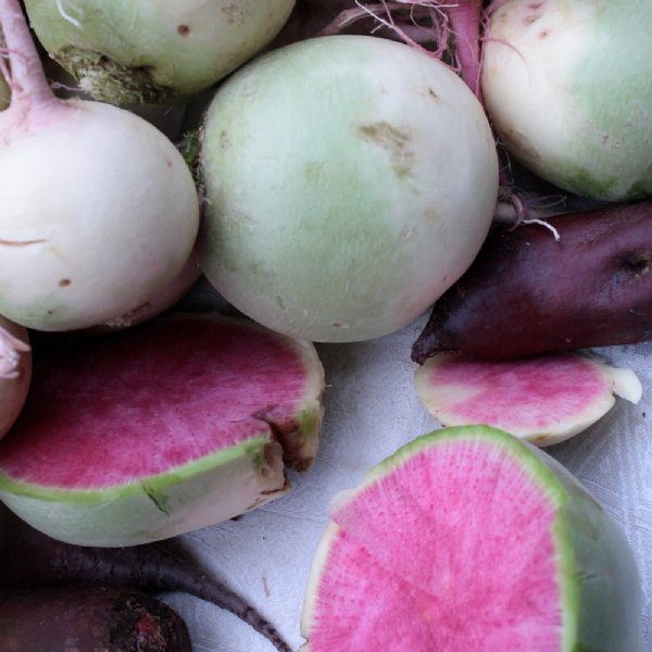 Watermelon Radish Seed