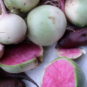 Watermelon Radish Seed