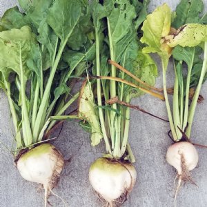 White Albino Beet Seed