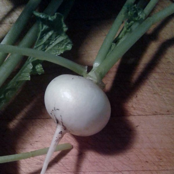 White Beauty Radish Seed