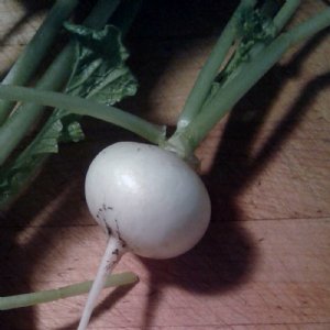 White Beauty Radish Seed