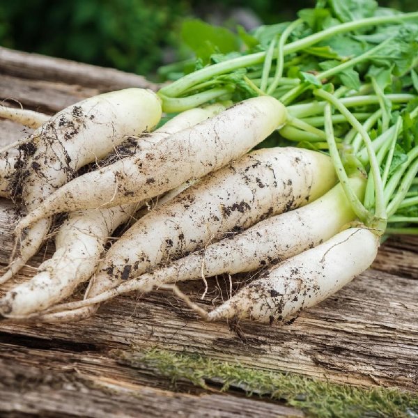 White Icicle Radish Seed