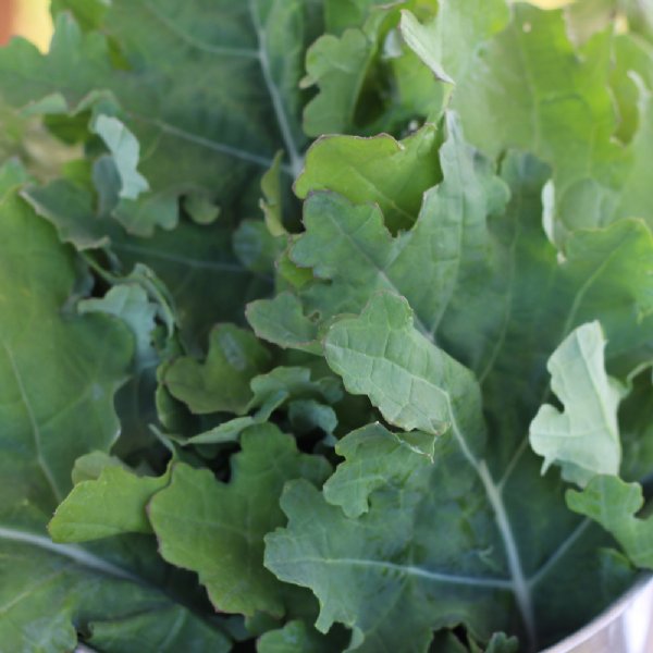 White Russian Kale Seed