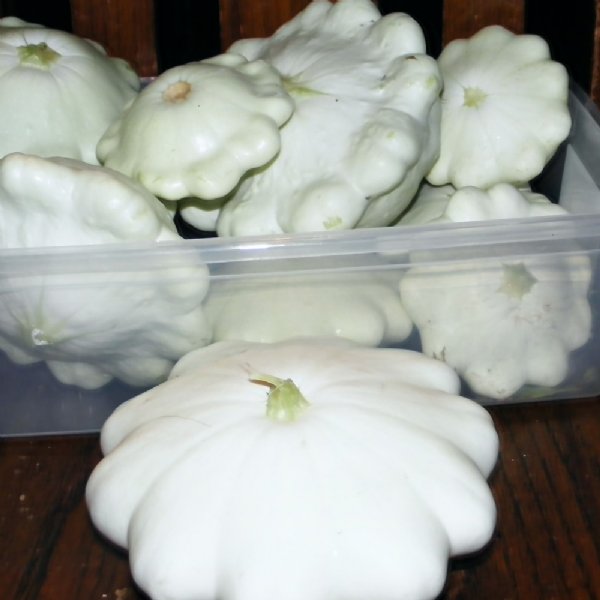 White Scallop Squash Seed