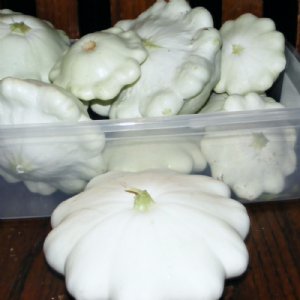 White Scallop Squash Seed