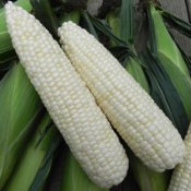 White Sweet Corn Seeds