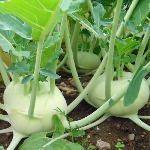 White Vienna Kohlrabi Seed