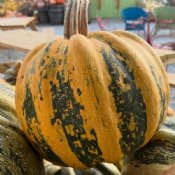 Winter Squash Seeds