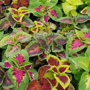 Wizard Select Mix Coleus Seed