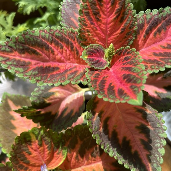 Wizard Coral Sunrise Coleus Seed