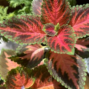 Wizard Coral Sunrise Coleus Seed