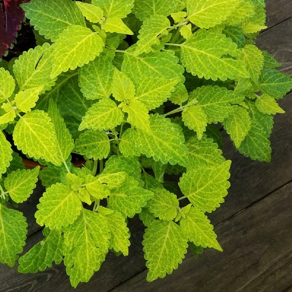 Wizard Golden Coleus Seed