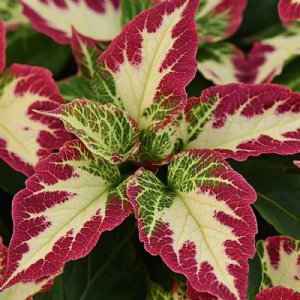 Wizard Rose Coleus Seed