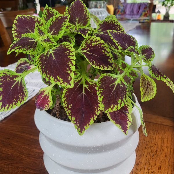 Wizard Scarlet Coleus Seed