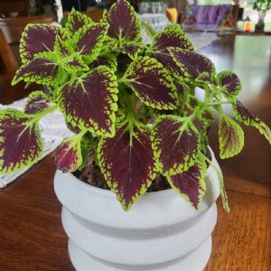 Wizard Scarlet Coleus Seed