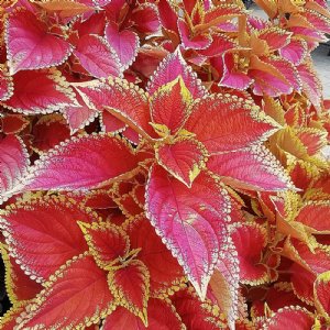 Wizard Sunset Coleus Seed