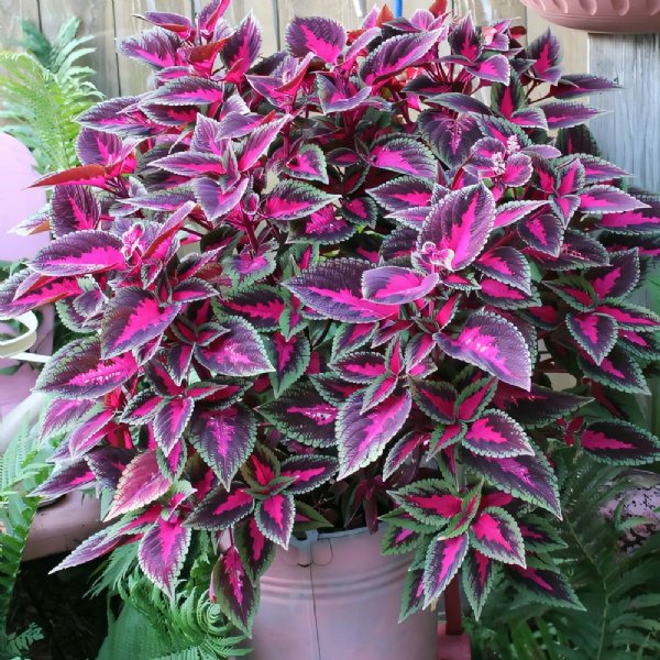 Wizard Velvet Red Coleus Seed