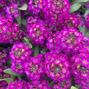 Wonderland Deep Purple Alyssum Seed