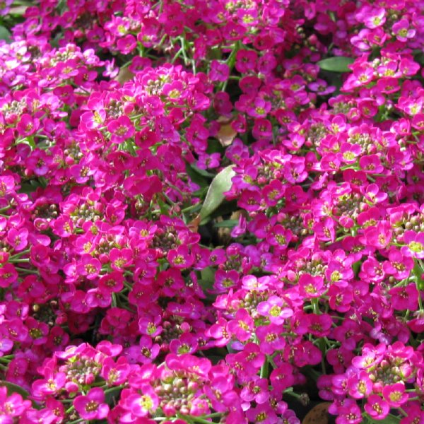 Wonderland Deep Rose Alyssum Seed