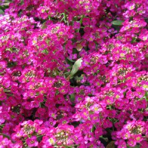 Wonderland Deep Rose Alyssum Seed