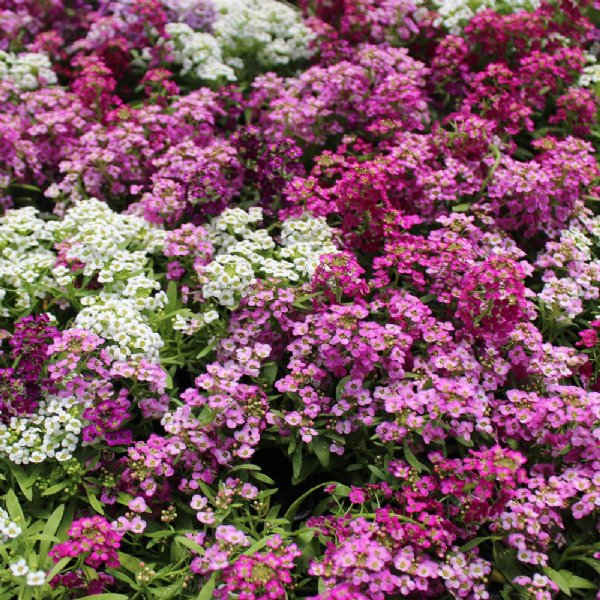 Wonderland Mix Alyssum Seed