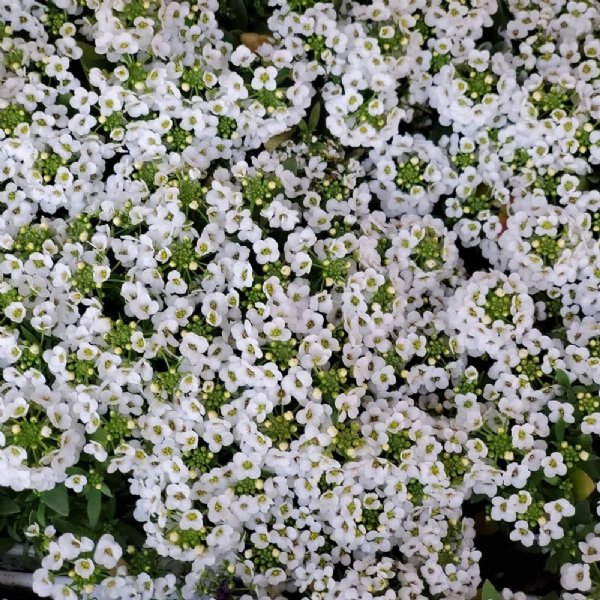 Wonderland White Alyssum Seed