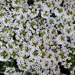 Wonderland White Alyssum Seed