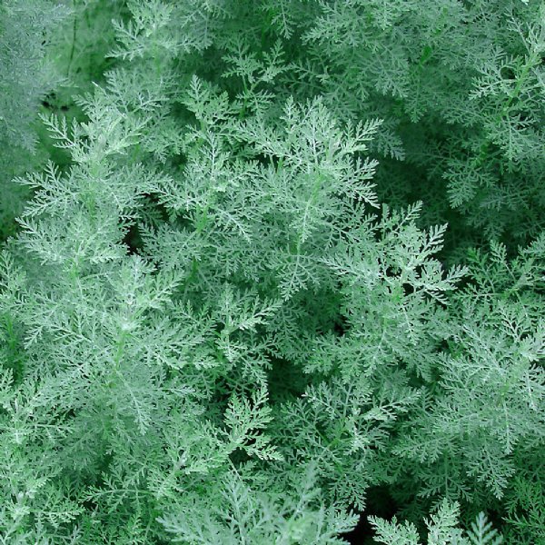 Wormwood Seed