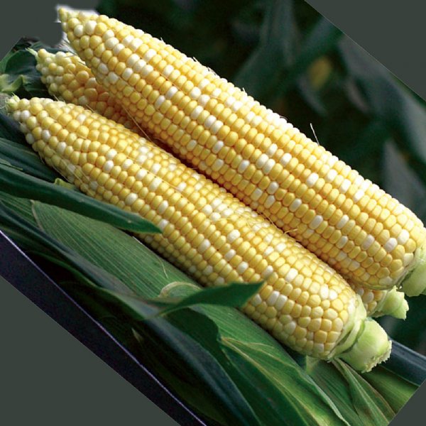 Xtra Tender 274A Sweet Corn Seed