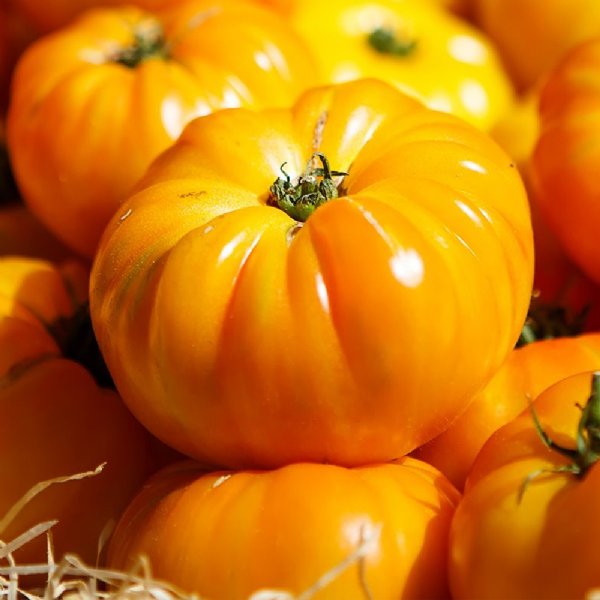 Beefsteak Yellow Tomato Seeds