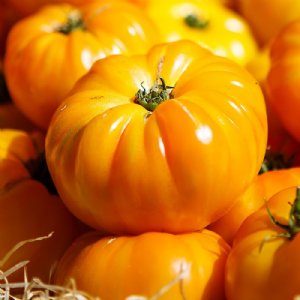 Beefsteak Yellow Tomato Seeds