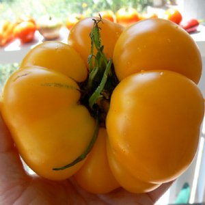 Brandywine Yellow Tomato Seeds