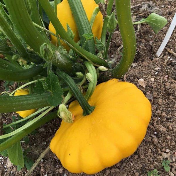 Yellow Bush Scallop Squash Seed