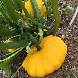 Yellow Bush Scallop Squash Seed