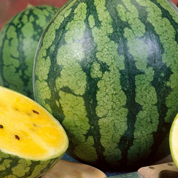 Yellow Gem Sweet Watermelon Seed